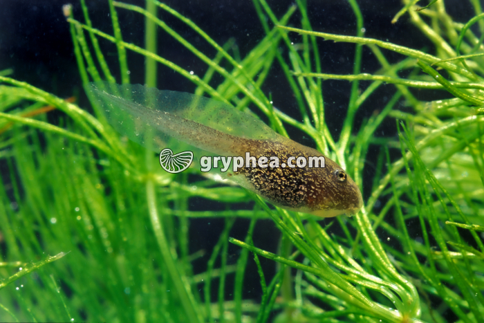 Grenouille rousse - Tétard  - gryphea.com